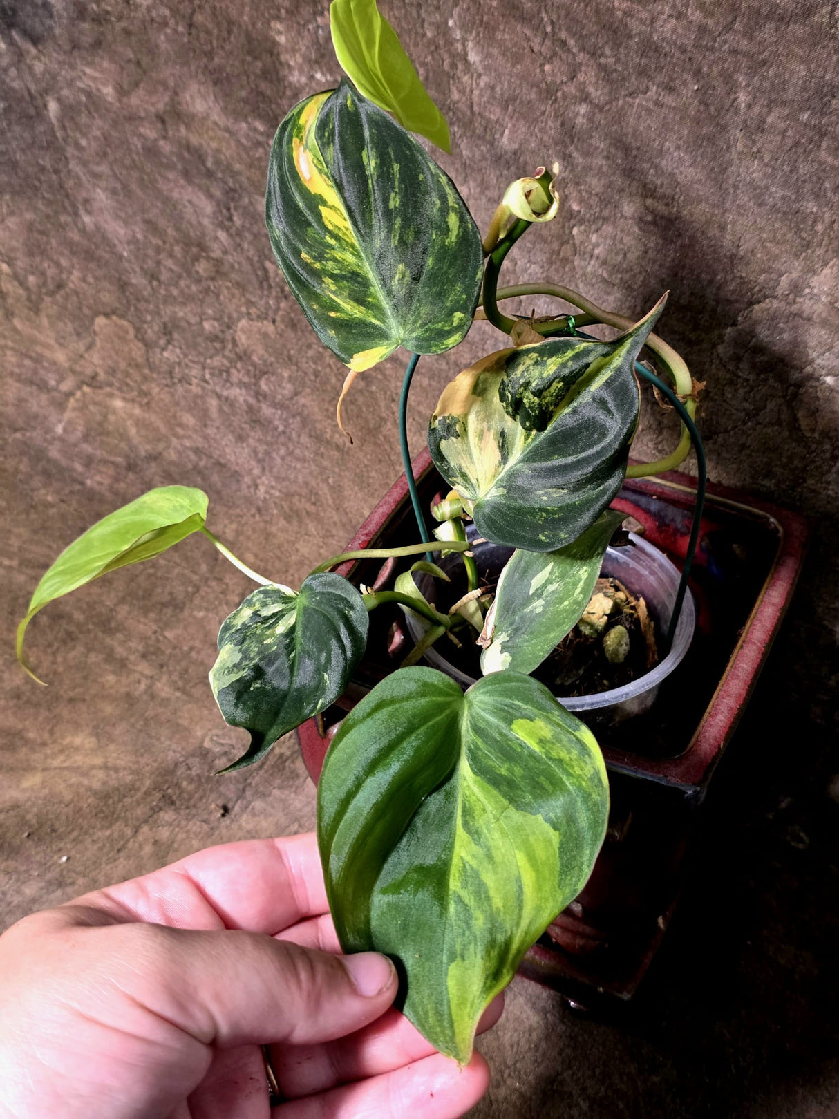 Variegated Philodendron Mican Aurea - Rare Exact Plant - (July-13-60)