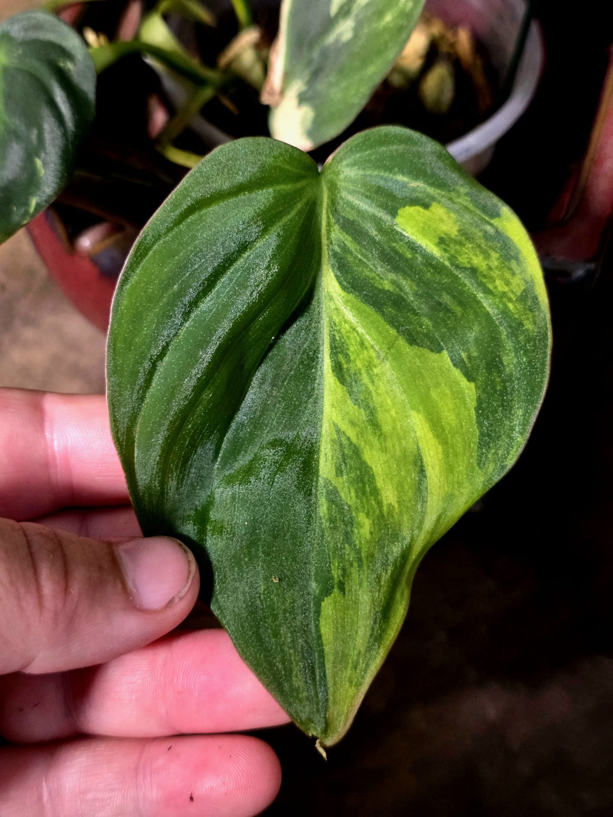 Variegated Philodendron Mican Aurea - Rare Exact Plant - (July-13-60)