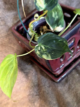 Variegated Philodendron Mican Aurea - Rare Exact Plant - (July-13-60)