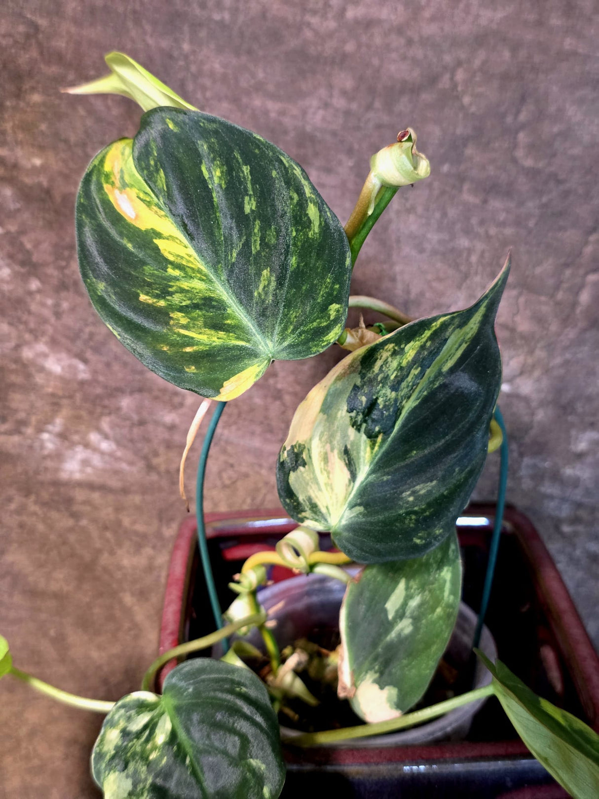 Variegated Philodendron Mican Aurea - Rare Exact Plant - (July-13-60)