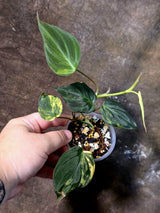 Variegated Philodendron Micans Live Plant - (July-13-63)