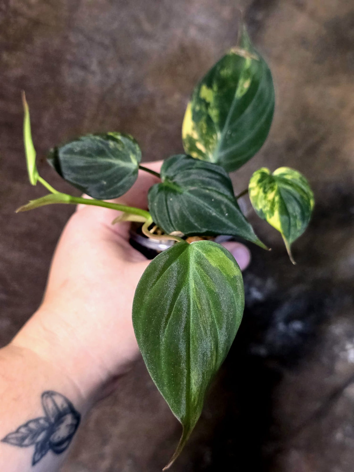 Variegated Philodendron Micans Live Plant - (July-13-63)