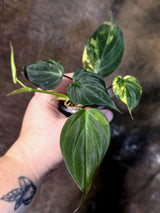 Variegated Philodendron Micans Live Plant - (July-13-63)