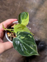 Variegated Philodendron Micans Live Plant - (July-13-65)