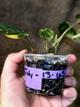 Variegated Philodendron Micans Live Plant - (July-13-63)