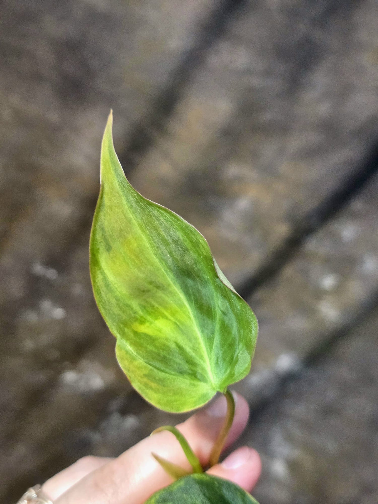 Variegated Philodendron Micans Live Plant - (July-13-64)