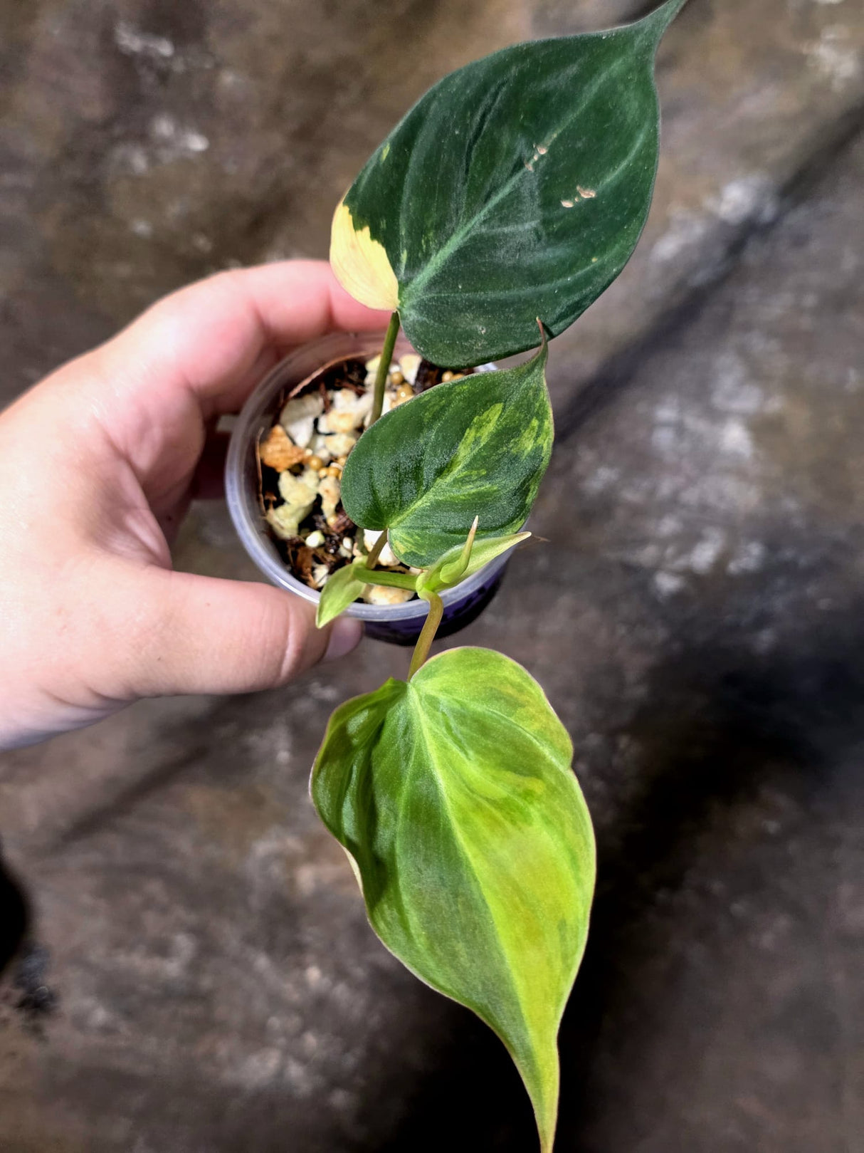 Variegated Philodendron Micans Live Plant - (July-13-64)