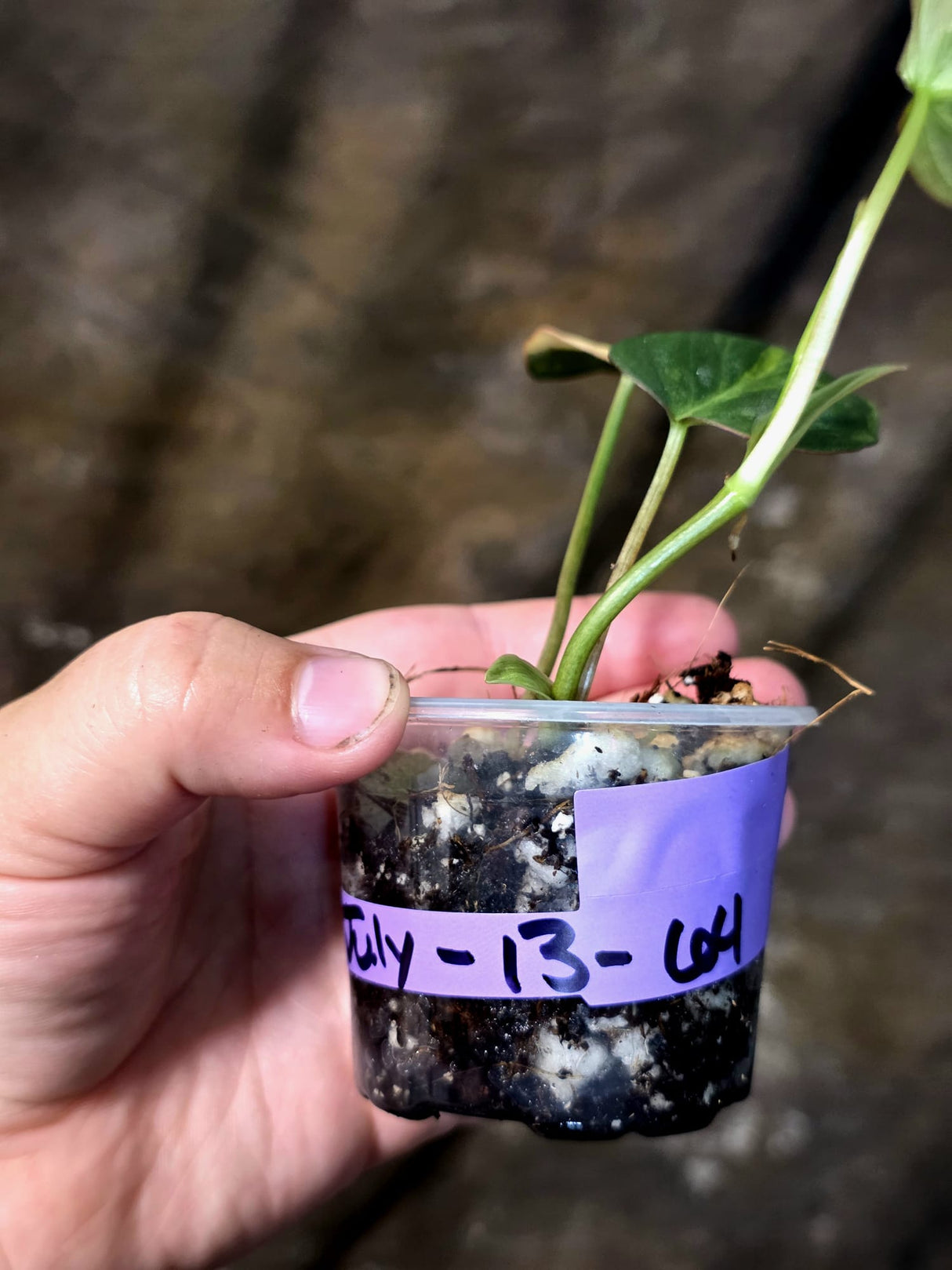 Variegated Philodendron Micans Live Plant - (July-13-64)