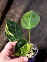 Variegated Philodendron Micans Live Plant - (July-13-66)