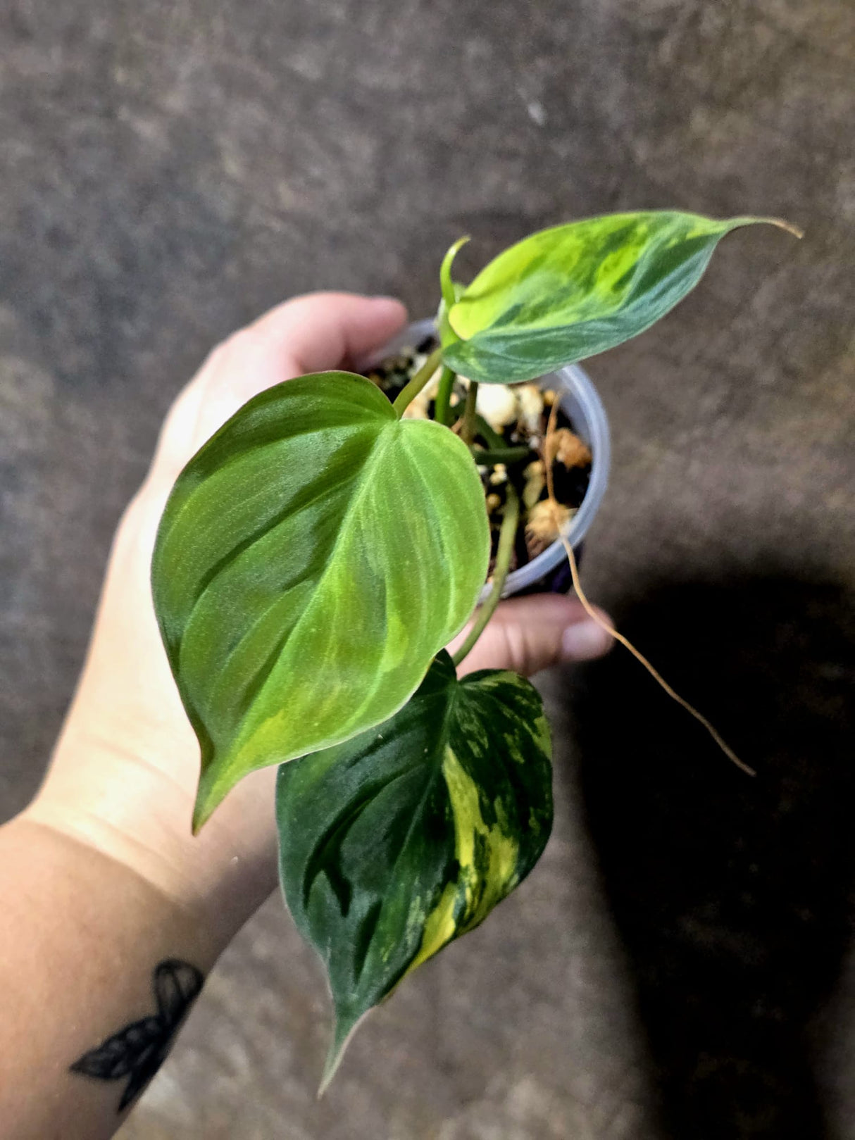 Variegated Philodendron Micans Live Plant - (July-13-66)