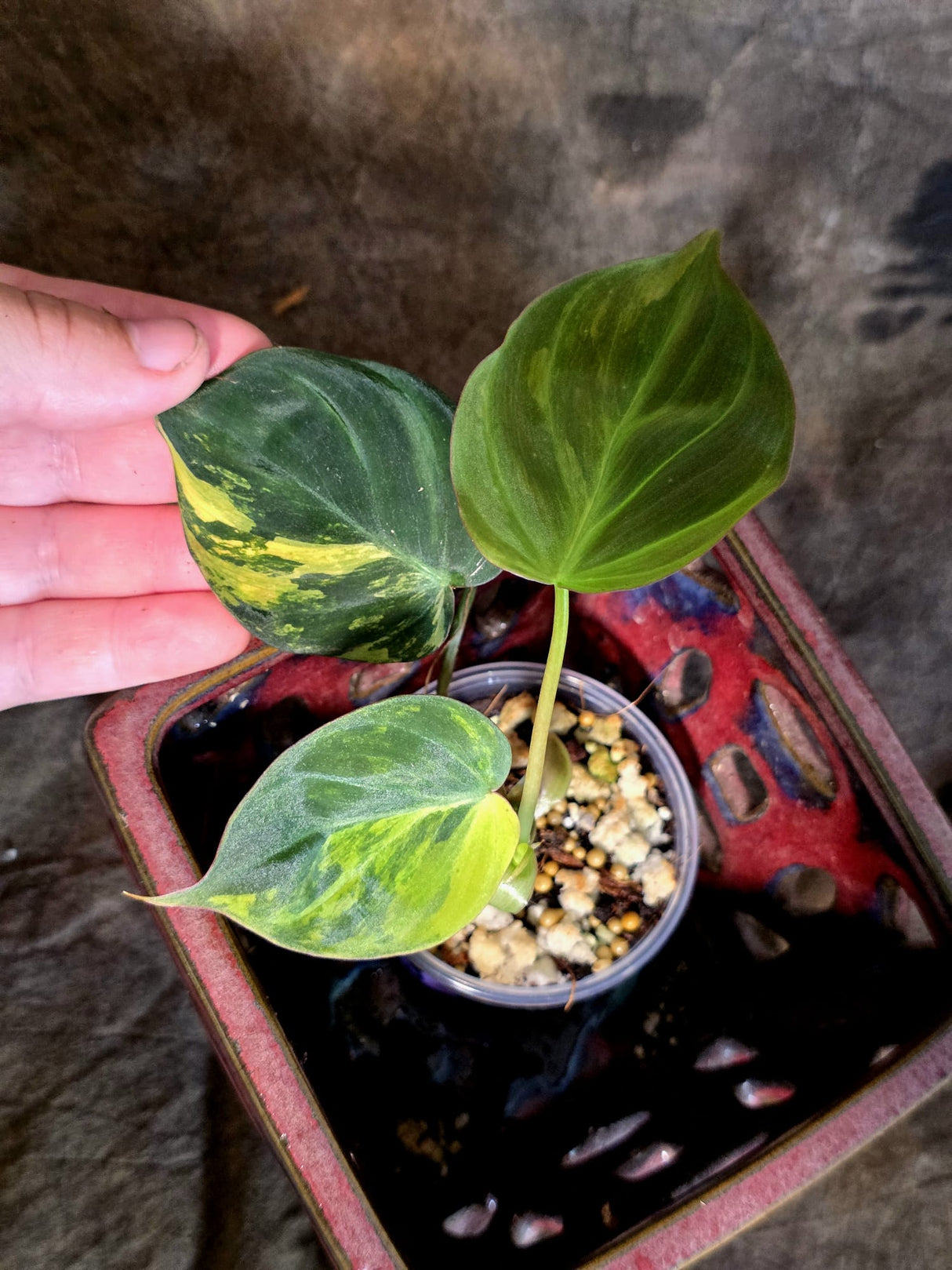 Variegated Philodendron Micans Live Plant - (July-13-66)