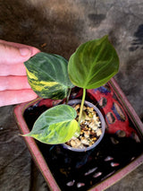 Variegated Philodendron Micans Live Plant - (July-13-66)