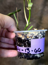 Variegated Philodendron Micans Live Plant - (July-13-66)