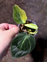 Variegated Philodendron Micans Live Plant - (July-13-67)