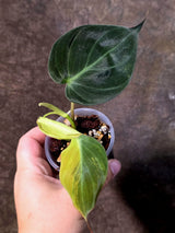 Variegated Philodendron Micans Live Plant - (July-13-67)