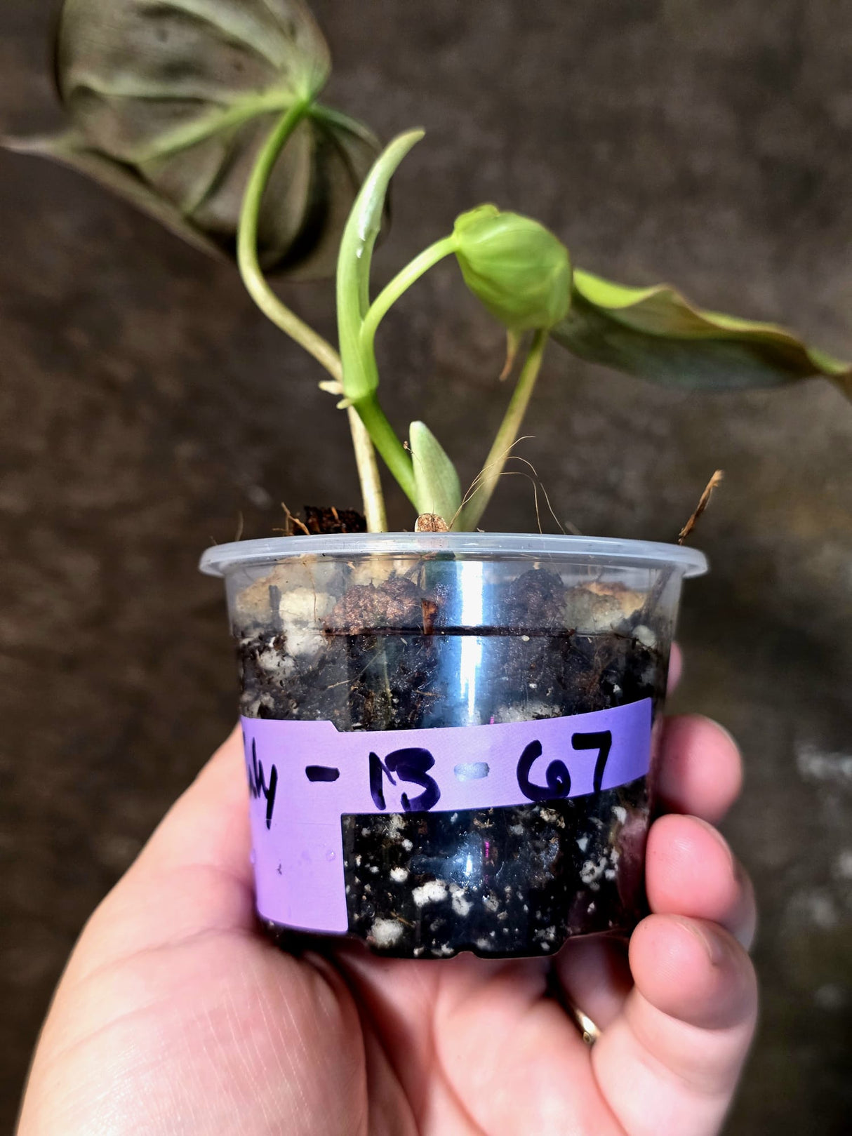 Variegated Philodendron Micans Live Plant - (July-13-67)