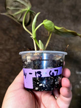 Variegated Philodendron Micans Live Plant - (July-13-67)