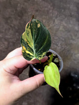 Variegated Philodendron Micans Live Plant - (July-13-68)
