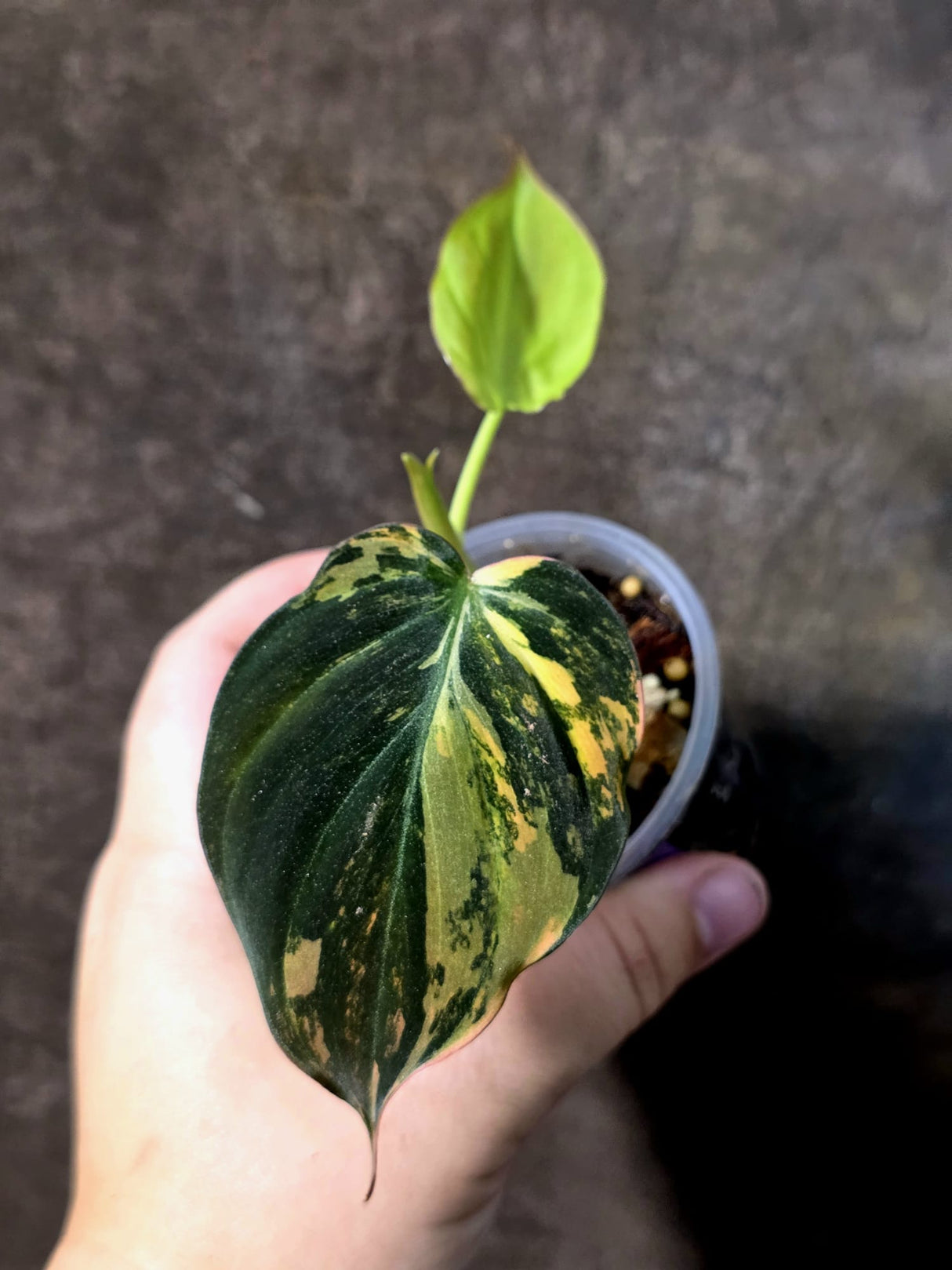 Variegated Philodendron Micans Live Plant - (July-13-68)