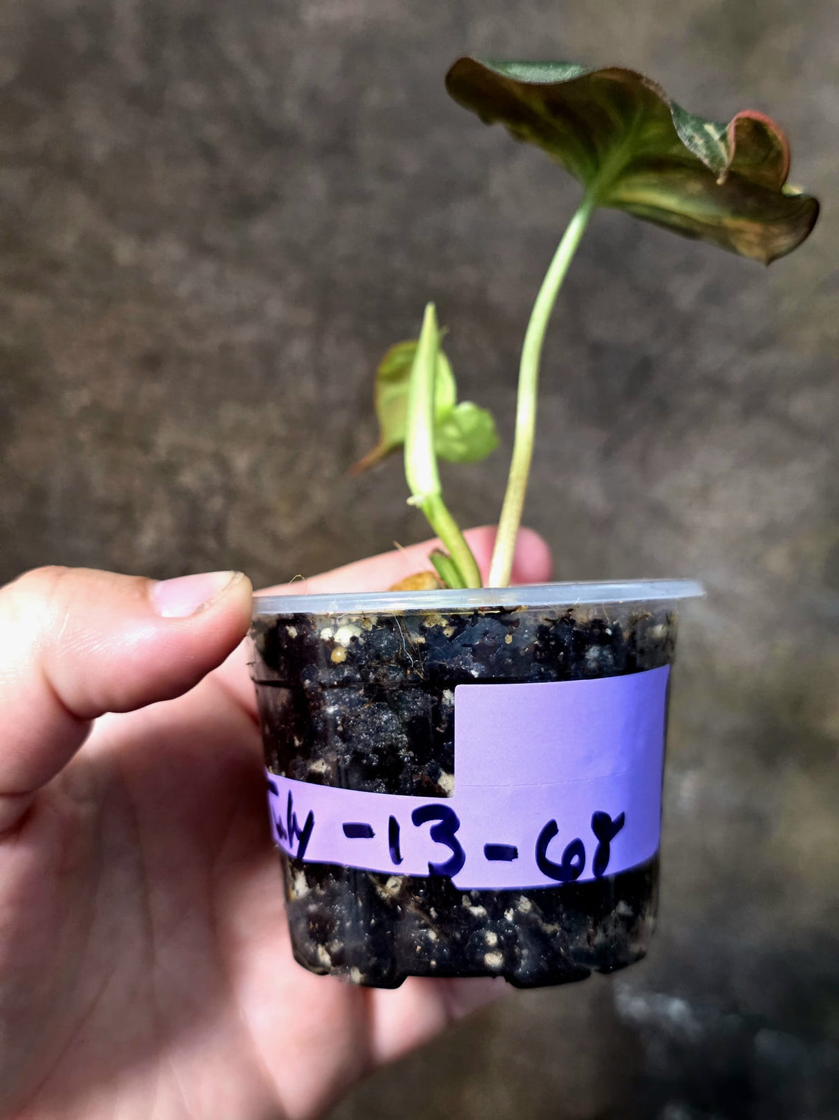 Variegated Philodendron Micans Live Plant - (July-13-68)