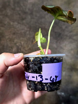 Variegated Philodendron Micans Live Plant - (July-13-68)