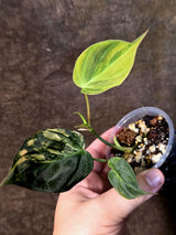Variegated Philodendron Micans Live Plant - (July-13-69)
