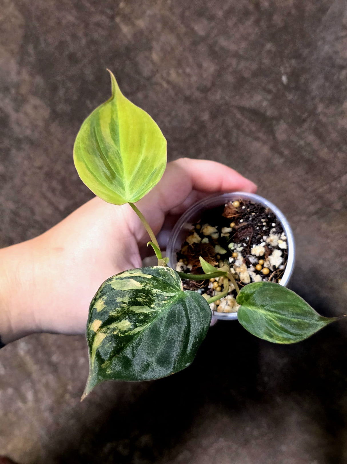 Variegated Philodendron Micans Live Plant - (July-13-69)