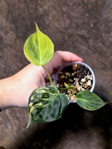 Variegated Philodendron Micans Live Plant - (July-13-69)