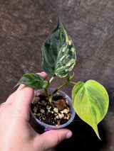 Variegated Philodendron Micans Live Plant - (July-13-69)