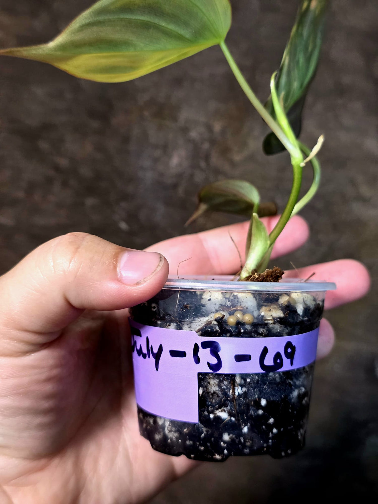 Variegated Philodendron Micans Live Plant - (July-13-69)