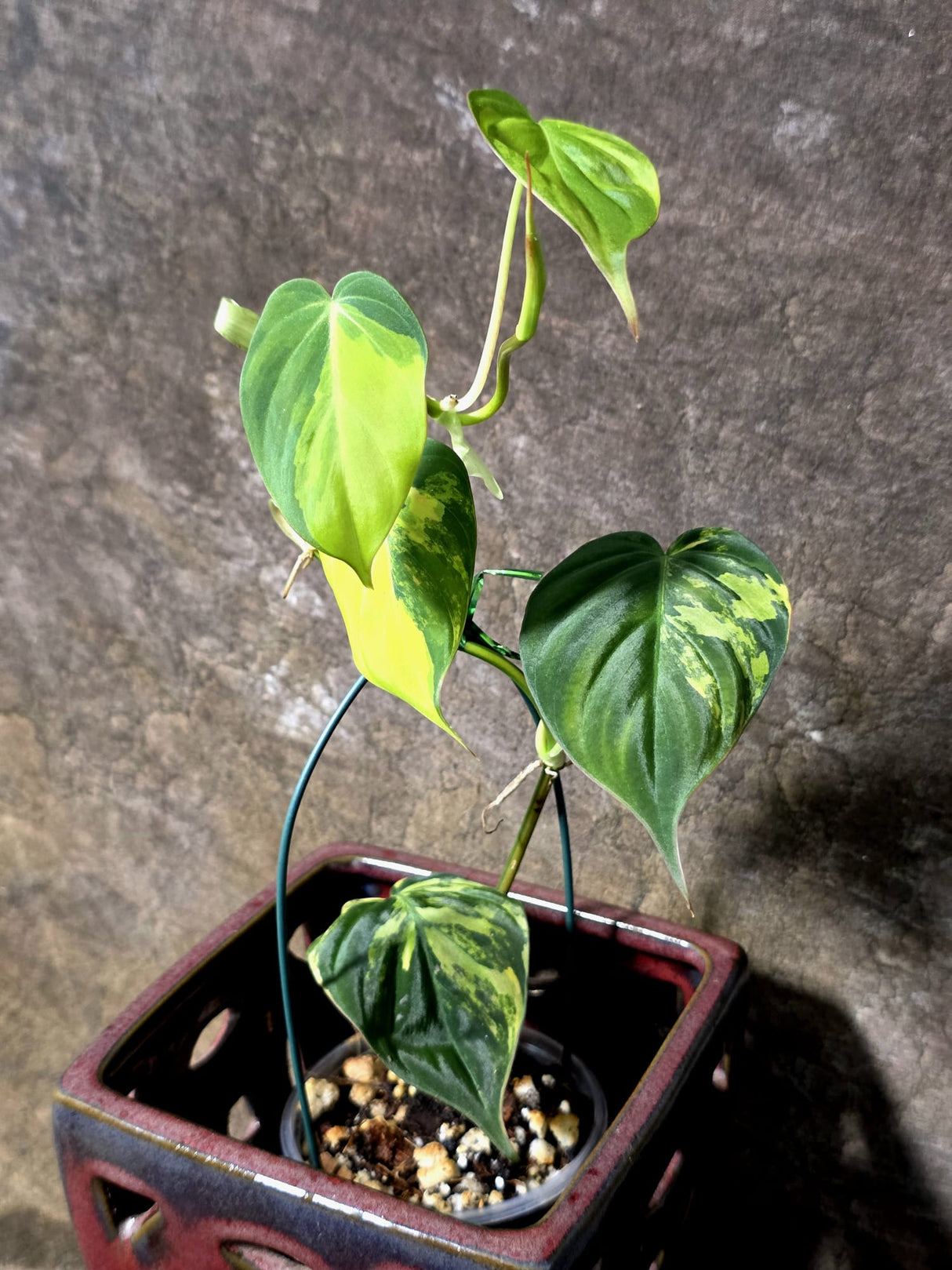 Variegated Philodendron Micans Live Plant - (July-13-70)