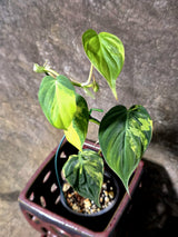 Variegated Philodendron Micans Live Plant - (July-13-70)