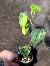 Variegated Philodendron Micans Live Plant - (July-13-70)