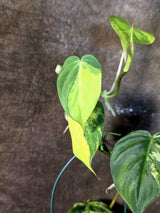 Variegated Philodendron Micans Live Plant - (July-13-70)