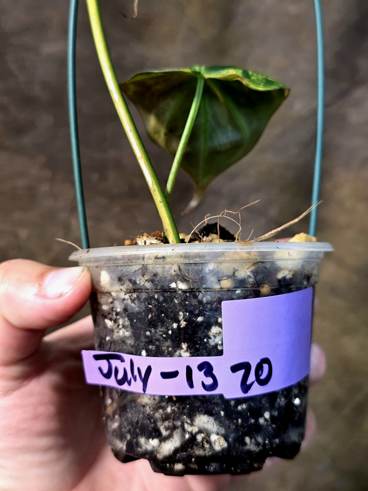 Variegated Philodendron Micans Live Plant - (July-13-70)