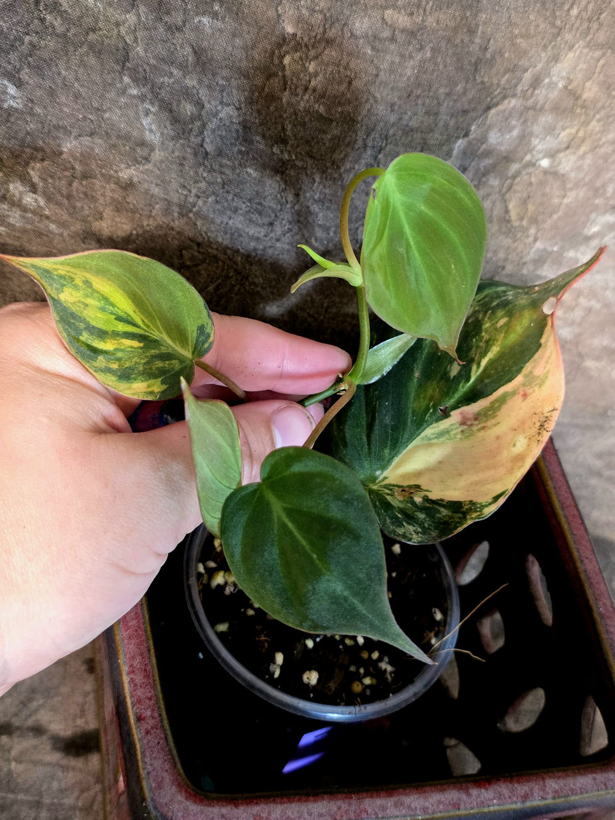Variegated Philodendron Micans Live Plant - (July-13-71)