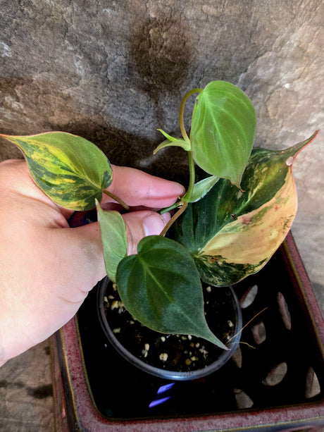 Variegated Philodendron Micans Live Plant - (July-13-71)
