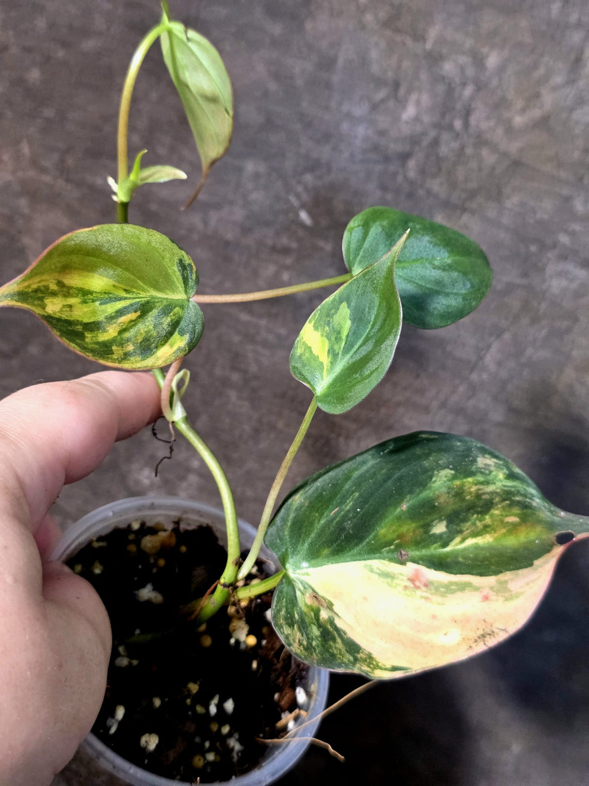 Variegated Philodendron Micans Live Plant - (July-13-71)