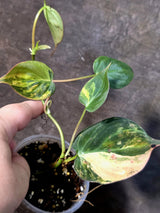 Variegated Philodendron Micans Live Plant - (July-13-71)