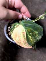 Variegated Philodendron Micans Live Plant - (July-13-71)