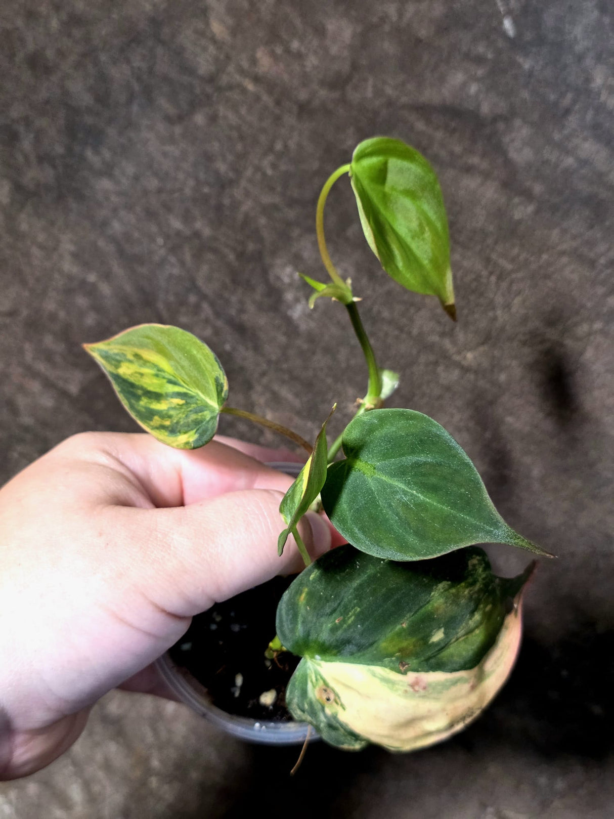 Variegated Philodendron Micans Live Plant - (July-13-71)
