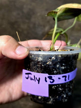 Variegated Philodendron Micans Live Plant - (July-13-71)
