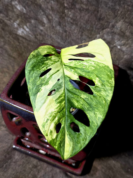 Monstera Adansonii Aurea Variegated - Rare Exact Plant - (July-14-10)
