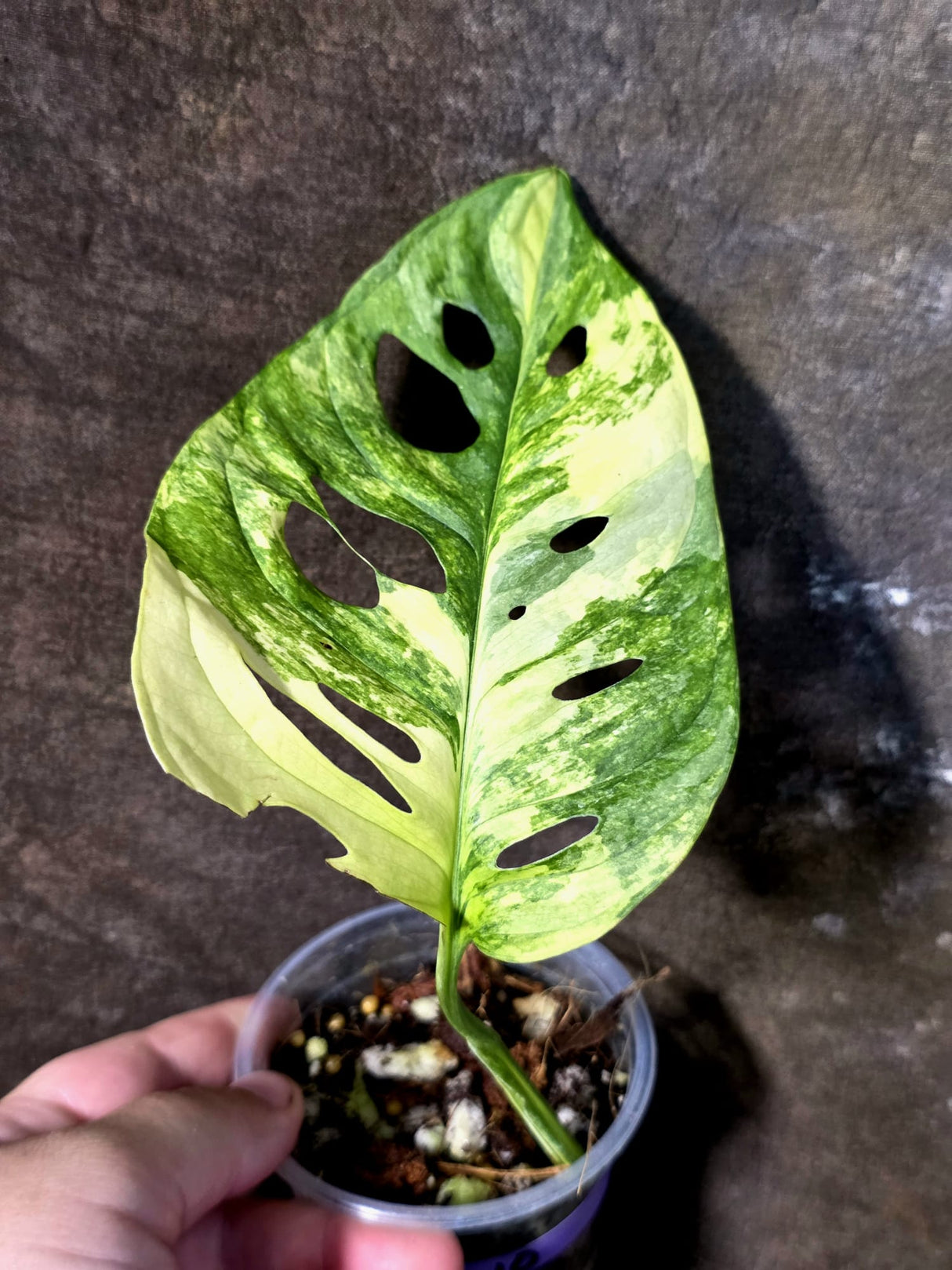 Monstera Adansonii Aurea Variegated - Rare Exact Plant - (July-14-10)