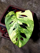 Monstera Adansonii Aurea Variegated - Rare Exact Plant - (July-14-10)
