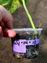 Monstera Adansonii Aurea Variegated - Rare Exact Plant - (July-14-10)