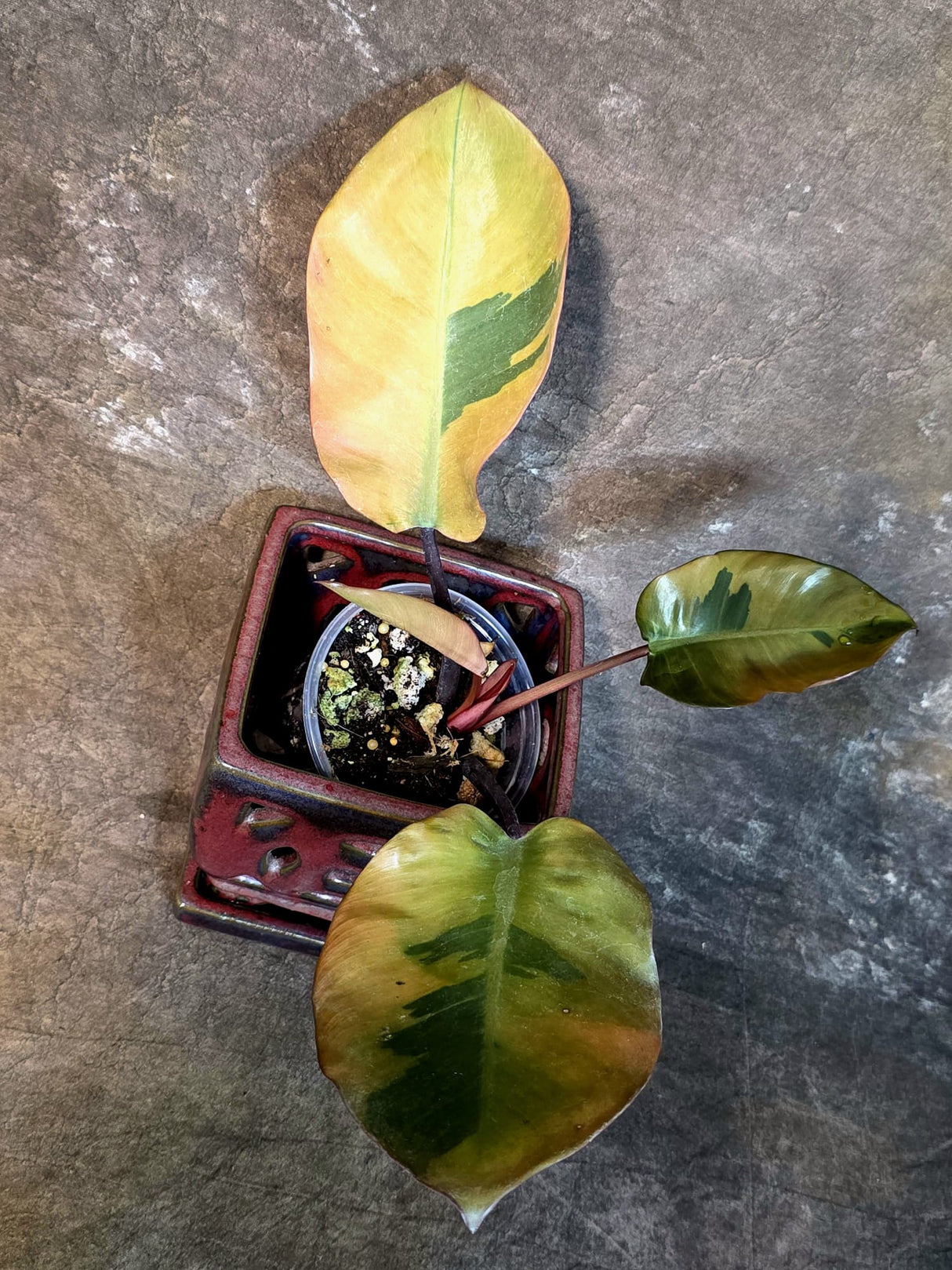Variegated Black Cardinal Philodendron - Exact Plant - (July-14-14)
