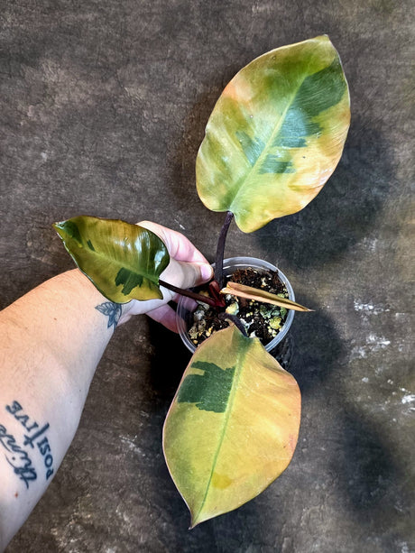 Variegated Black Cardinal Philodendron - Exact Plant - (July-14-14)