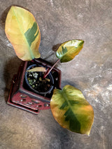 Variegated Black Cardinal Philodendron - Exact Plant - (July-14-14)