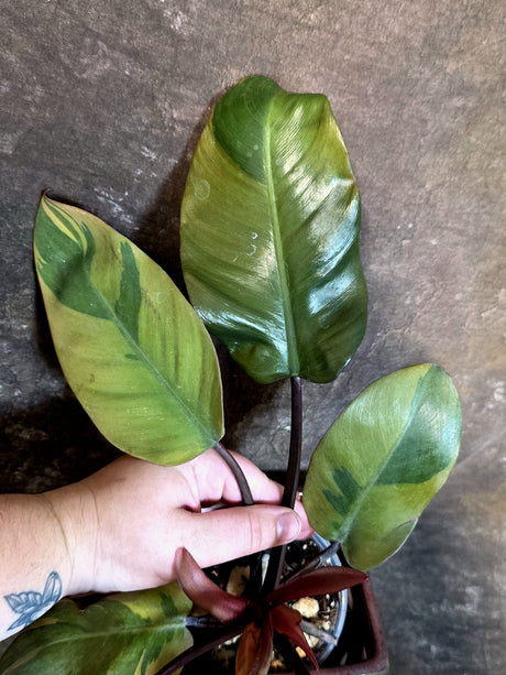 Variegated Black Cardinal Philodendron - Exact Plant - (July-14-13)